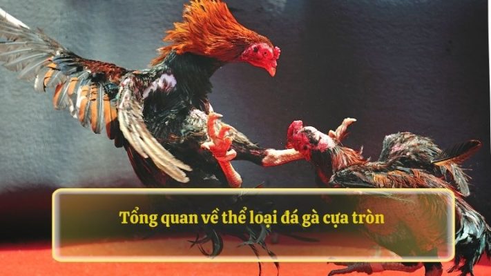 Tổng quan về thể loại đá gà cựa tròn 88NN