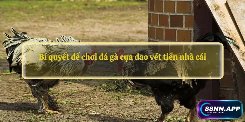 Bí quyết để chơi đá gà cựa dao vét tiền nhà cái