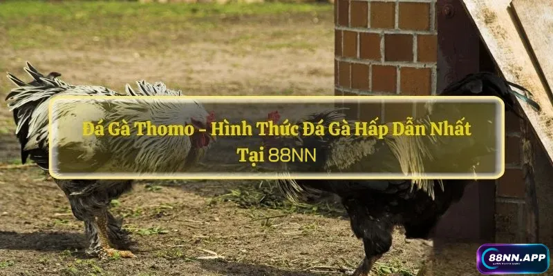 Đá Gà Thomo