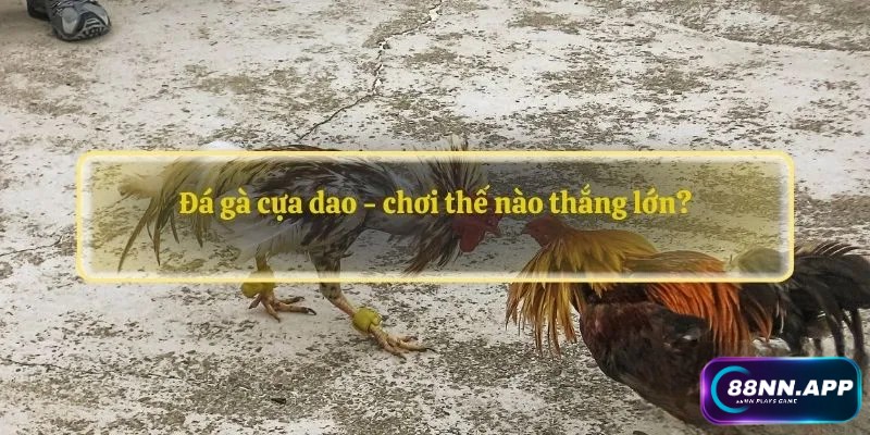 Đá gà cựa dao - chơi thế nào thắng lớn?