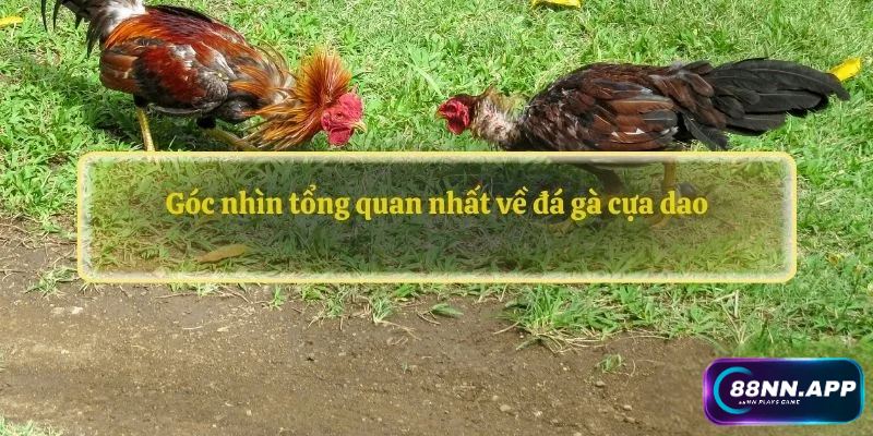 Góc nhìn tổng quan nhất về đá gà cựa dao