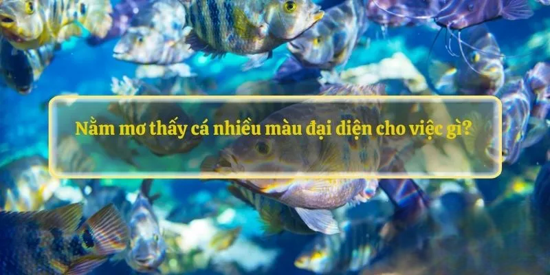 Nằm mơ thấy cá nhiều màu đại diện cho việc gì? 