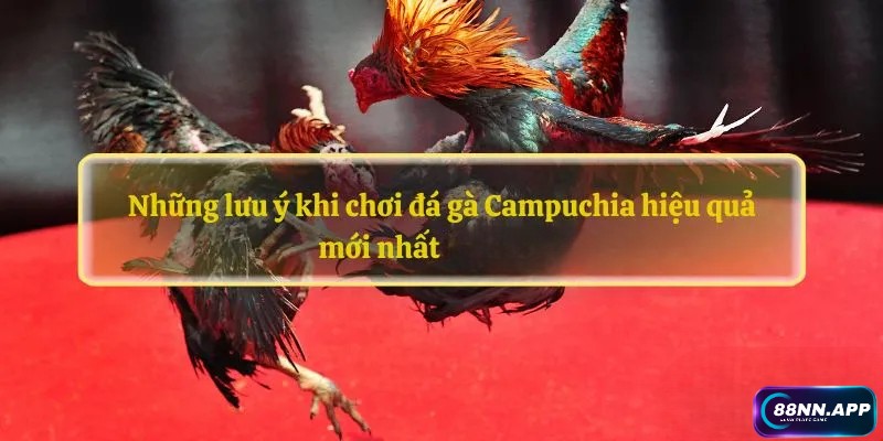 Đá gà Campuchia