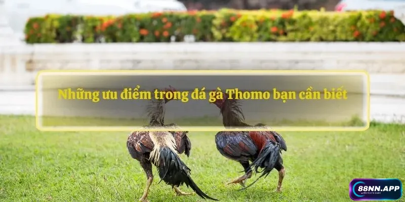 Những ưu điểm trong đá gà Thomo bạn cần biết